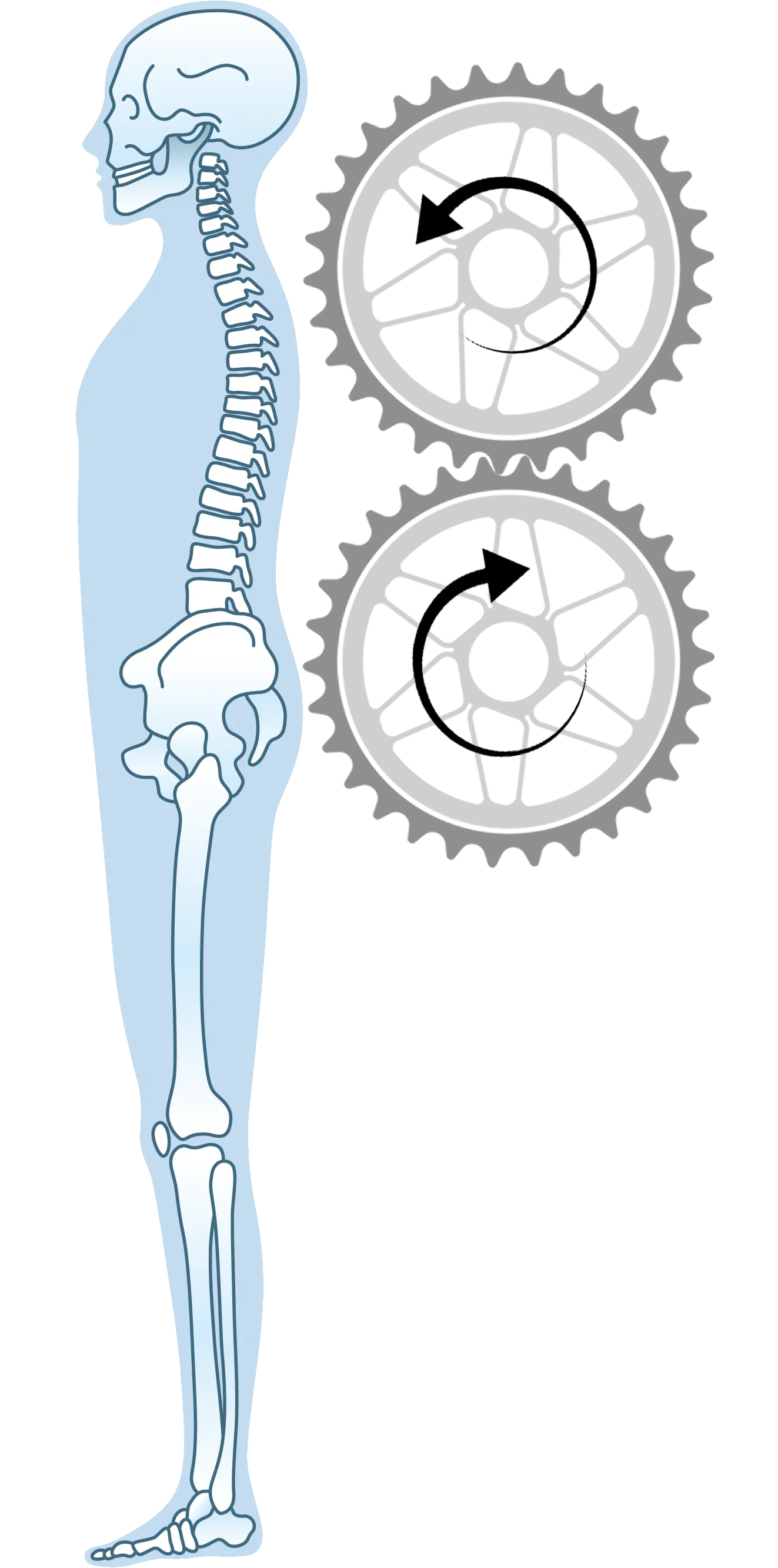 gerinc mri felvétel